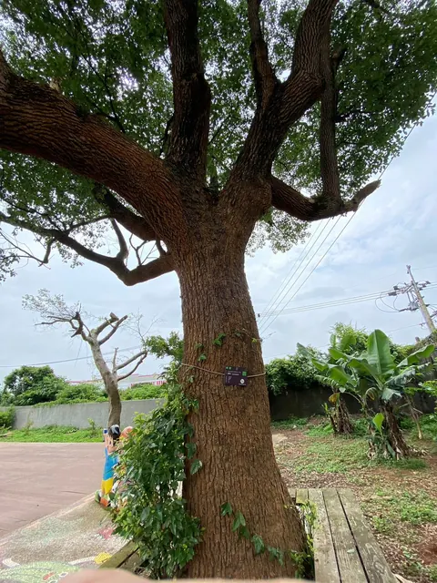 樹朋友好可愛