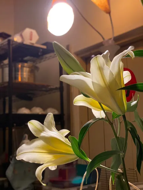 大悲居的花