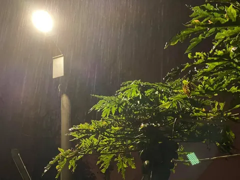 春雨