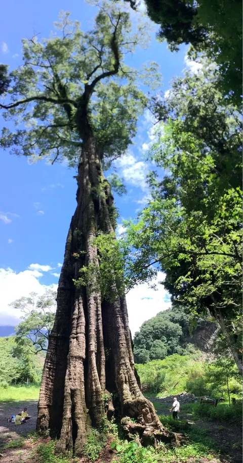樹站在時間的長河中
